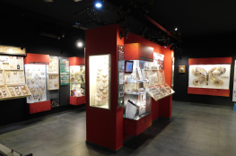 Muzeum Motyli Łeba
