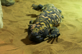 Gdańsk Atrakcja Zoo Gdański Ogród Zoologiczny 